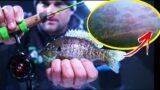 Using Underwater Camera to catch TONS of Bluegill (Ice Fishing)