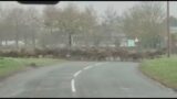 VIDEO | Herd of deer race across road in England