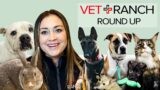 Vet Ranch RoundUp: Great Adoptions This Week!