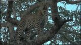 WARNING young hyena maimed; one hour of Maribye male leopard; lions, WildEARTH, PM Mar 08 2023
