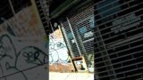 Walking The 6 Line Graffiti NYC #AllCityGraff #TheBX #HipHop #Beats #Shorts