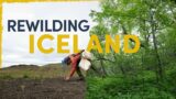 We’re Bringing Back Iceland’s Forgotten Forests
