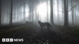 Wild wolves return to Belgium after 100 years, sparking controversy – BBC News