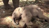 Zookeepers Run To The Rescue After a Mother Elephant Cannot Wake Her Baby