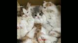 cute cats playing #funnyshorts #cats #cute