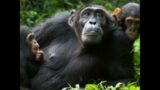 funny chimpanzee jungle escape video walkthrough