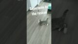 supercat to the rescue