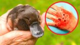 10 SWEET Animals You Should NEVER Touch