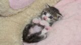 "SAVE ME!" Abandoned Newborn Kitten Survives Against All Odds God's miracle saved the kitten