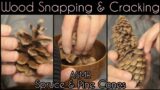 #ASMR | Wood Snapping, Popping, Peeling & Cracking | Spruce & Pine Cones | NO TALKING | #woodasmr