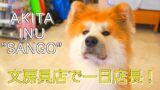 Akita Inu "SANGO" is the manager of a stationery store in Italy.