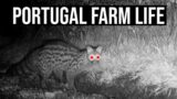 Amazing Trail Cam Footage! Wild Animals on our Portuguese Farm!