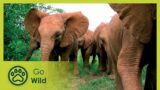 Chilies to the Rescue – Easing the Human-Elephant Conflict – Go Wild