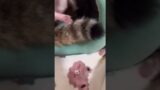 Close call for baby kitten: Watch as mom comes to the rescue