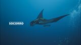 Diving Socorro island / Cinematic Film 2023