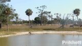 E's with Dad at the pond / 17:19 / 2023.04.08 / Southwest Florida Eagle Cam #3