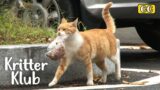 Funny Cat's Not-So-Funny Reason Why She Takes Her Food To Go | Kritter Klub