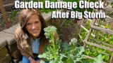 Garden Damage Check After Big California Storms