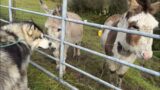 Giant Husky Meets Donkeys For First Time But They Get Too Excited! (So Funny!!)