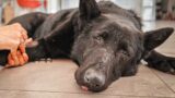 Hero dog fights for her life against all odds!