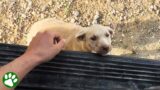 Homeless puppy jumps into traveling couple's van and decides it's her new family