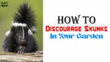 How to Discourage Skunks in Your Garden  | 8 Steps to Discourage Skunks in Your Garden – Daily Needs