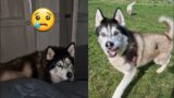 Husky Snaps Out of His Funny Turn Just in Time!
