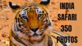 India Safari 350 Original Tiger Leopard Bear Photos – Videos