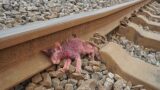 Kitten was abandoned on the railway, thought her couldn't survive, but a miracle happened to her
