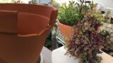 Making a Succulent Arrangement in a Broken Terracotta Pot  | Leaf and Designs | #succulents