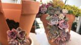 Making a Succulent and Echeveria Arrangement in a Broken Terracotta Pot  | Leaf and Designs