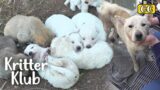 Mother Dog That Had To Travel 37 Miles A Day To Save Her Puppies | Kritter Klub