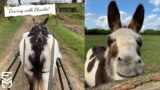 Oh Charlie you are the sweetest Driving Donkey