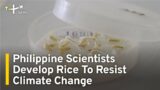 Philippine Scientists Develop Rice To Resist Climate Change | TaiwanPlus News
