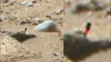 Plant Grows From Rock On Latest Mars Photo! UFO Sighting News.