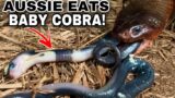 RARE Venomous Snake EATS Baby Cobras!
