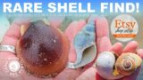 Rare Shell Find on Plum Island! | Extra Shell Hunt Today | @PlumIslandSeaCabin | Cold Water Shelling