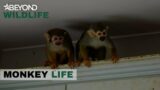 S11E01 | Jeremy Comes To The Rescue Of Three Squirrel Monkeys | Monkey Life | Beyond Wildlife