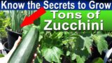 SEE How to KEEP Your Zucchini & Squash Plant GROWING All Season w/ FREE Fertilizer Container Garden
