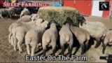 Sheep Farming: Easter On The Farm