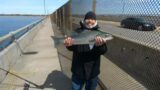 Striped bass at the Crossbay Bridge 4/8/2023