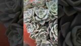 Succulent Arrangement in Cut Out Terracotta Pot