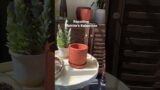 Succulent Repotting in Terracotta Pot #terracotta #succulent #kalanchoe
