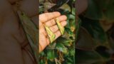 Terracotta Clay Dangles #shorts