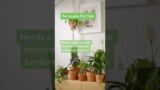 Terracotta Pot Tips For Houseplants #houseplants #plantcare #shorts