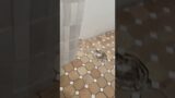 Terracotta hexagon tile for floor bathroom