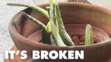 The Cacti Broken to Pieces 021523