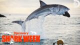 The HIGHEST GREAT WHITE BREACH Ever Recorded! | Shark Week | Discovery