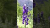 The poisonous plant Wolfsbane #shorts #sciencefacts #science