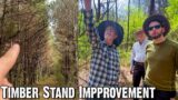Timber Stand Improvement in Alabama – Pines and Hardwoods – Creating Quality Hunting Habitat